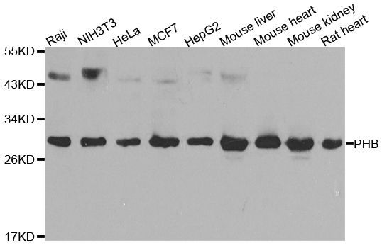 Western blot - PHB Polyclonal Antibody (144-00056)