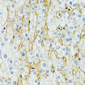 Immunohistochemistry - SLC1A2 Polyclonal Antibody (144-00910)