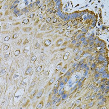 Immunohistochemistry - HSP90AB1 Antibody (144-01087)