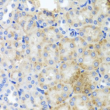 Immunohistochemistry - PEX3 antibody (144-07352)