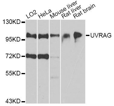 Western blot - UVRAG antibody (144-08462)