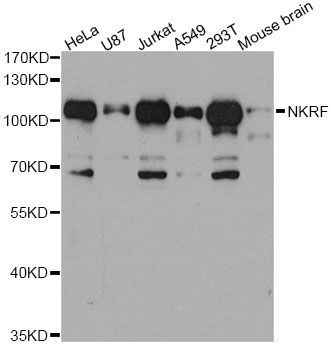 Western blot - NKRF antibody (144-04853)