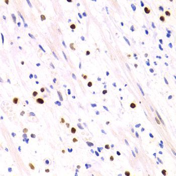 Immunohistochemistry - GEMIN2 Antibody (144-03082)