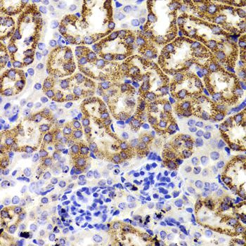 Immunohistochemistry - GATM Polyclonal Antibody (144-06598)