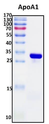 SDS-PAGE Image