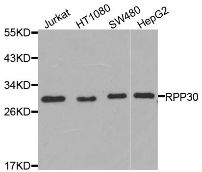 Western blot - RPP30 antibody (144-08479)