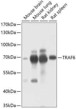Western blot