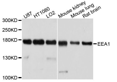 Western blot - EEA1 Polyclonal Antibody (144-00592)