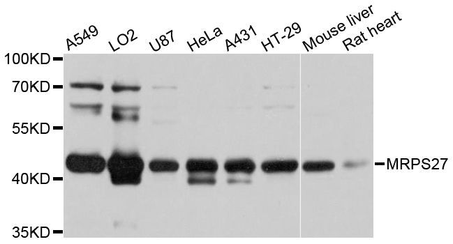 Western blot - MRPS27 antibody (144-600727)