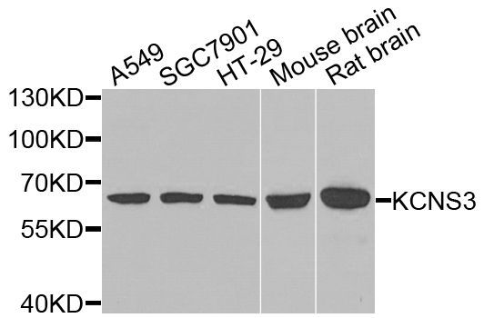 Western blot - KCNS3 Polyclonal Antibody (144-07906)