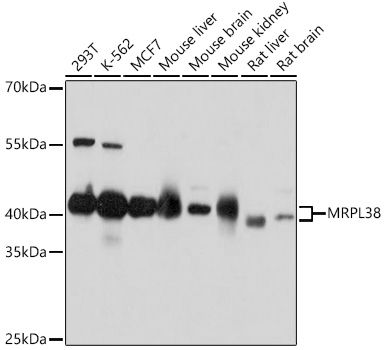 Western blot