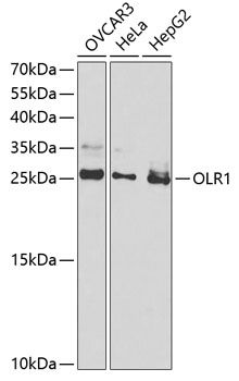 Western blot