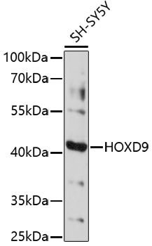 Western blot
