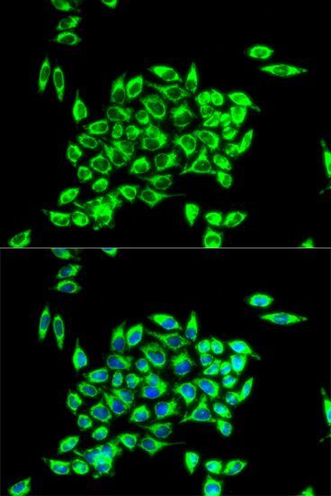 Immunofluorescence - TRAP1 antibody (144-02748)