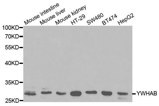 Western blot - YWHAB Polyclonal Antibody (144-01023)