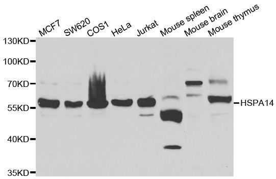 Western blot - HSPA14 antibody (144-07107)