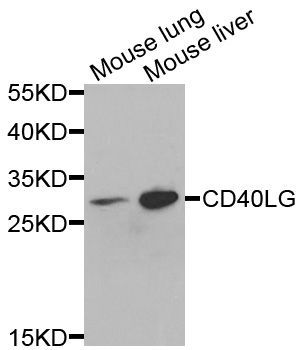 Western blot - CD40LG Polyclonal Antibody (144-00327)