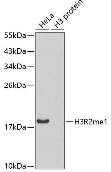 Western blot