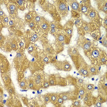 Immunohistochemistry - MYO1C Polyclonal Antibody (144-06936)
