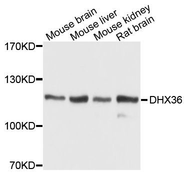 Western blot - DHX36 Polyclonal Antibody (144-05191)