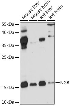 Western blot