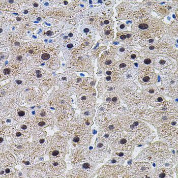 Immunohistochemistry - EIF4G2 antibody (144-02897)
