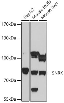 Western blot