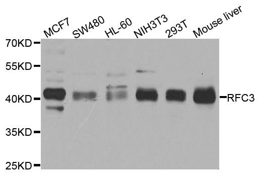 Western blot - RFC3 Polyclonal Antibody (144-04075)