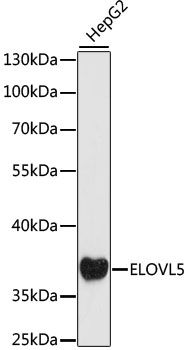 Western blot