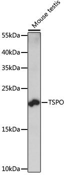 Western blot - TSPO antibody (144-015649)