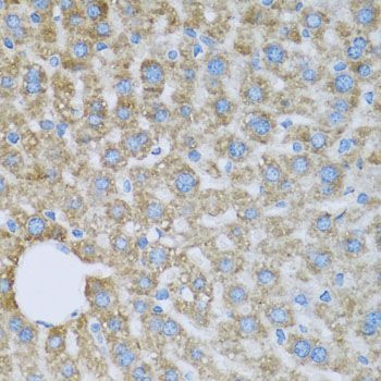 Immunohistochemistry - COX6A1 antibody (144-03798)