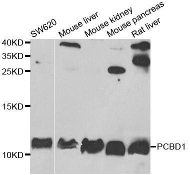 Western blot - PCBD1 Polyclonal Antibody (144-06392)