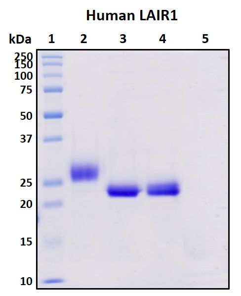 SDS-PAGE