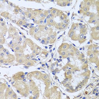 Immunohistochemistry - CEP57L1 antibody (144-08290)