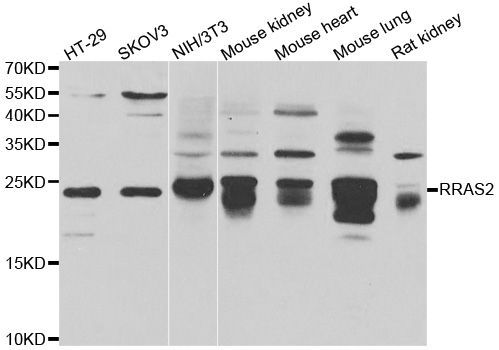 Western blot - RRAS2 antibody (144-07076)