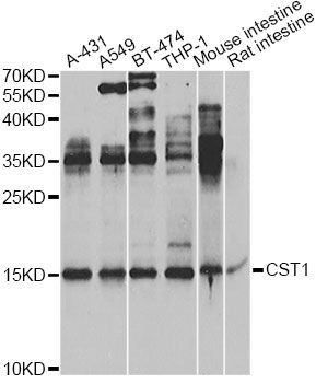 Western blot - CST1 Antibody (144-06570)