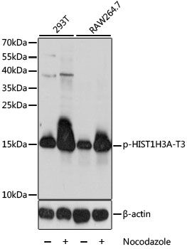 Western blot - Phospho-HIST1H3A-T3 pAb (144-61551)