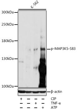 Western blot
