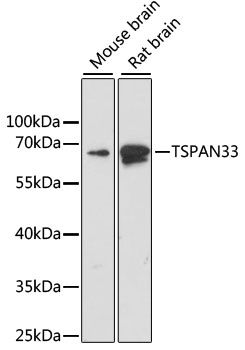 Western blot - TSPAN33 antibody (144-61411)