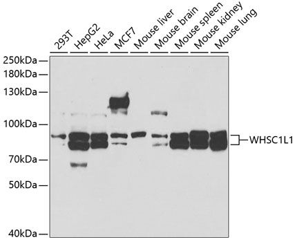 Western blot