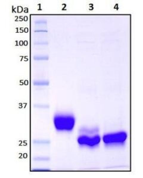 HEK293 cells can glycosylate recombinant proteins.
