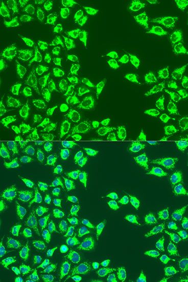 Immunofluorescence - LRPPRC antibody (144-03365)