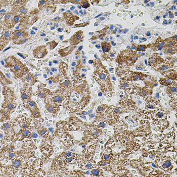 Immunohistochemistry - NTF3 antibody (144-012476)