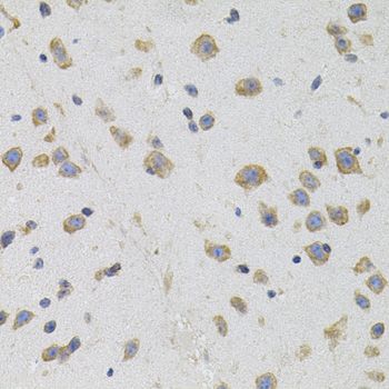 Immunohistochemistry - SIGMAR1 antibody (144-05479)