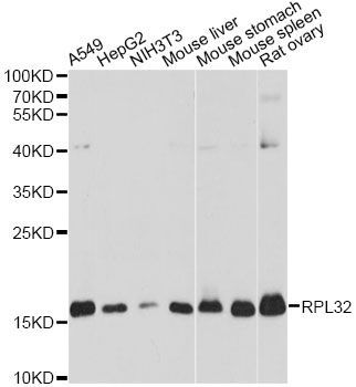 Western blot - RPL32 antibody (144-013001)