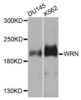 Western blot - WRN Polyclonal Antibody (144-06855)