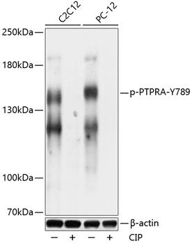 Western blot