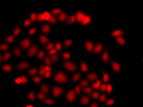 Immunofluorescence - MLF1 antibody (144-013329)