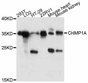 Western blot - CHMP1A antibody (144-011621)