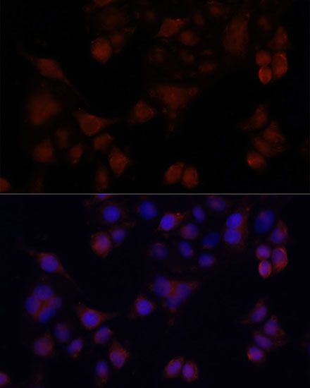 Immunofluorescence - MAPRE1 antibody (144-02614)
